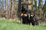 ROTTWEILER 507